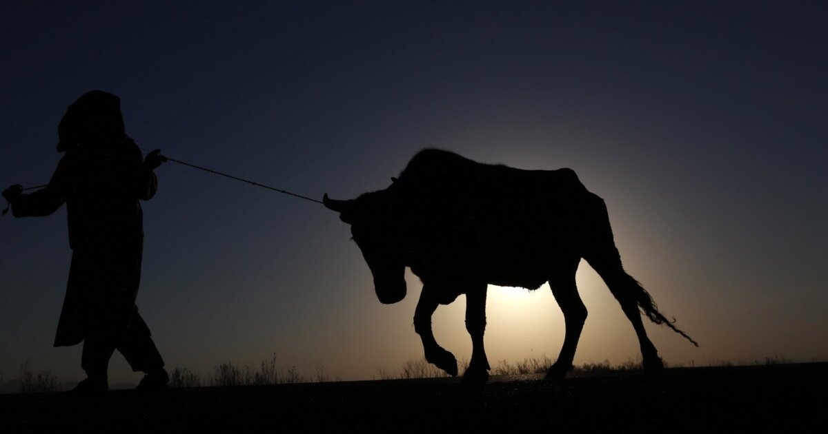 حيواني محرقه څه ډول ناروغي ده؟