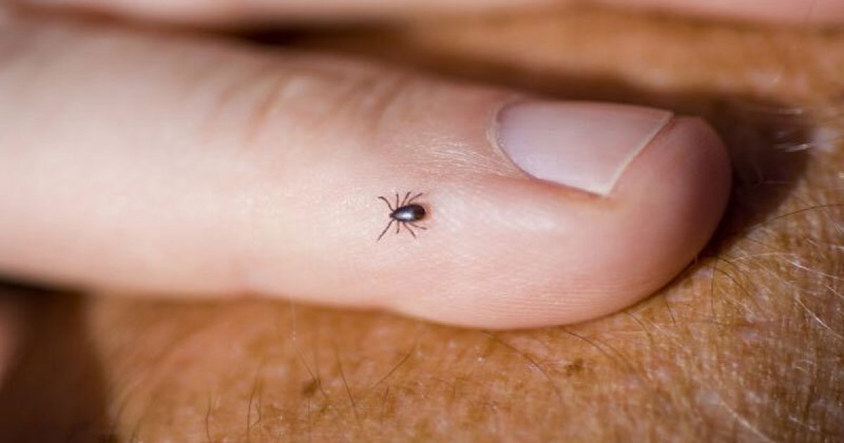 د کنګو تبه څه ډول ناروغي ده؟