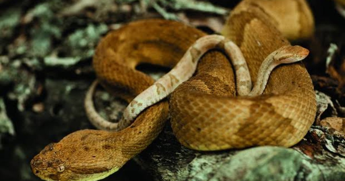 د مارانو جزيره؛ په برازيل کې ممنوعه سيمه