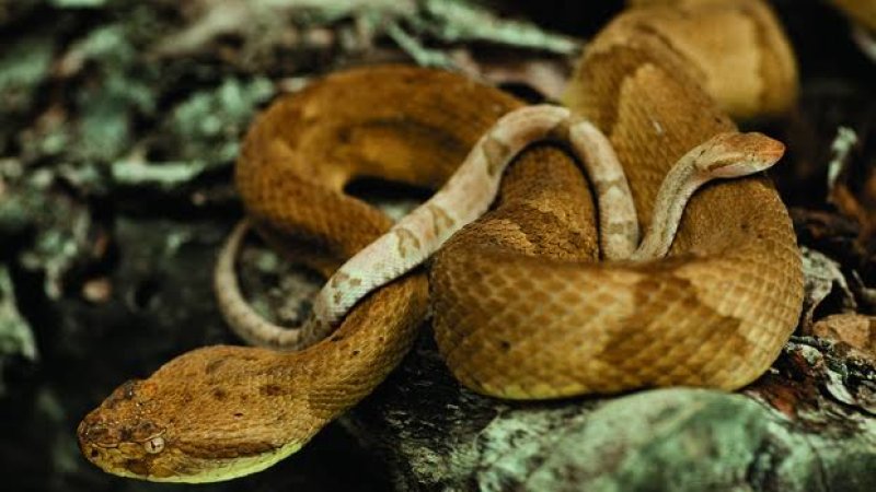 د مارانو جزيره؛ په برازيل کې ممنوعه سيمه