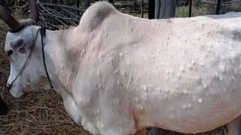 د پوستکي دانې ناروغي وپېژنئ!