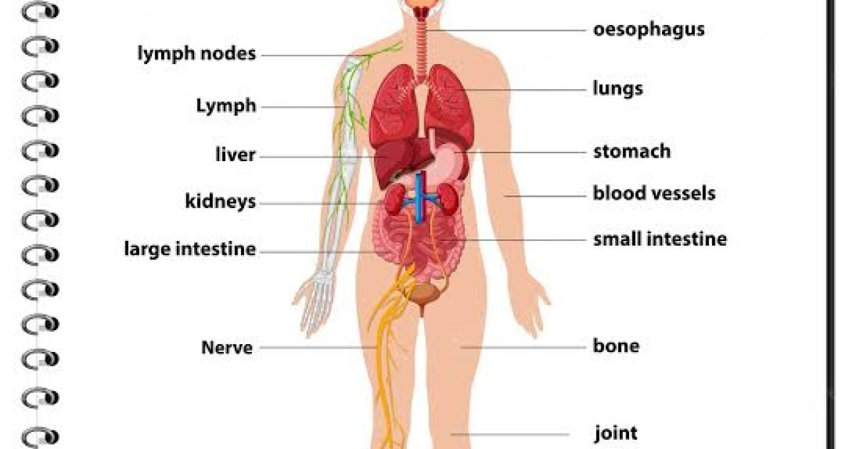 انسان د بدن مکمل معلومات