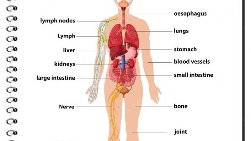 انسان د بدن مکمل معلومات