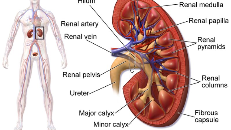 دپښتورګو (ګردو) ناروغۍ ( Kidney )