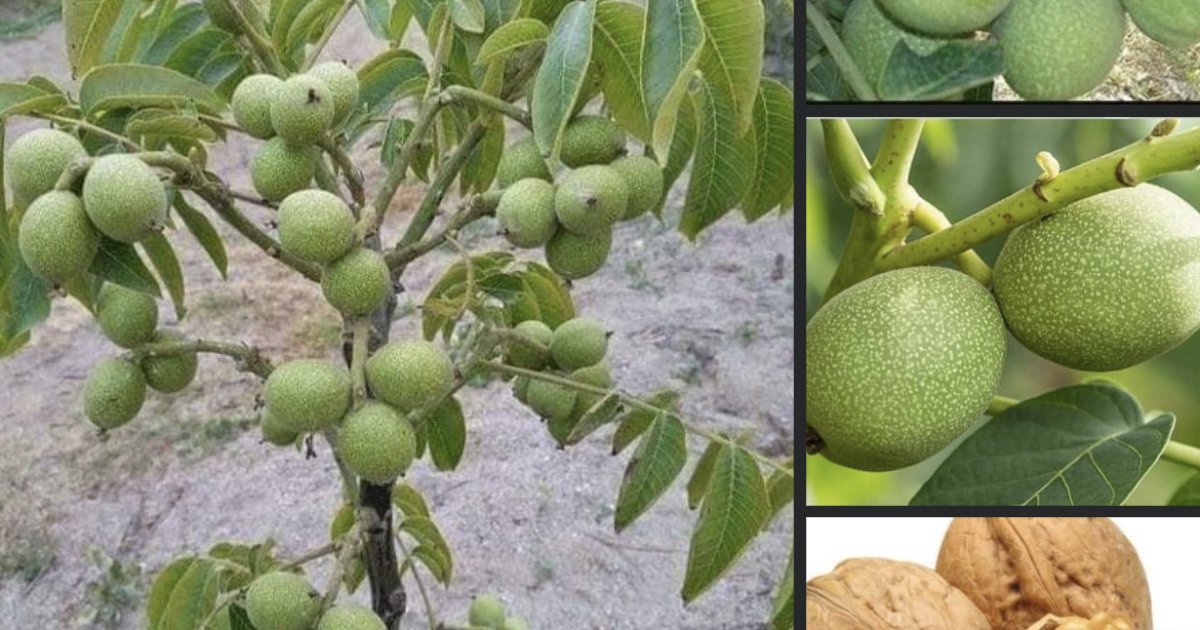 چهارمغزو یا غوزانو بڼ -معلومات