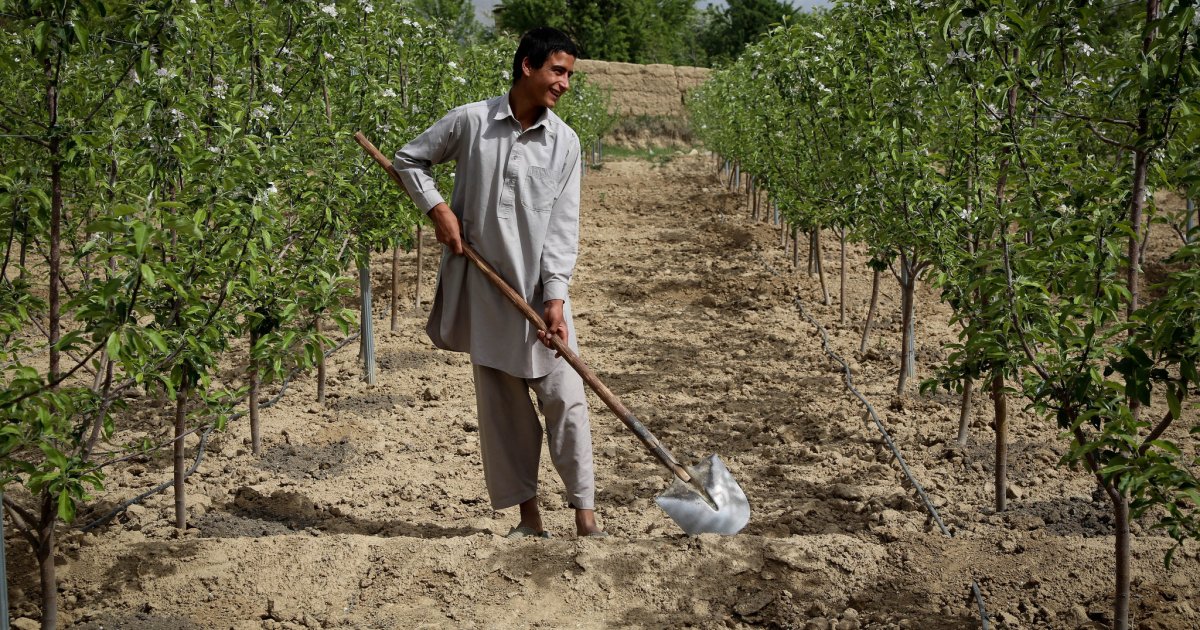 په هیواد کې د زراعتي مځکو او ځنګلي منابعو څخه د ګټې اخیستنې د وضعیت تحلیل د پکتیکا ولایت د یوه مثال په بڼه