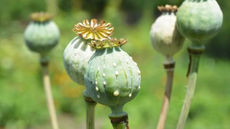 ولې پر اپينو يا ترياکو روږدي کېږو؟