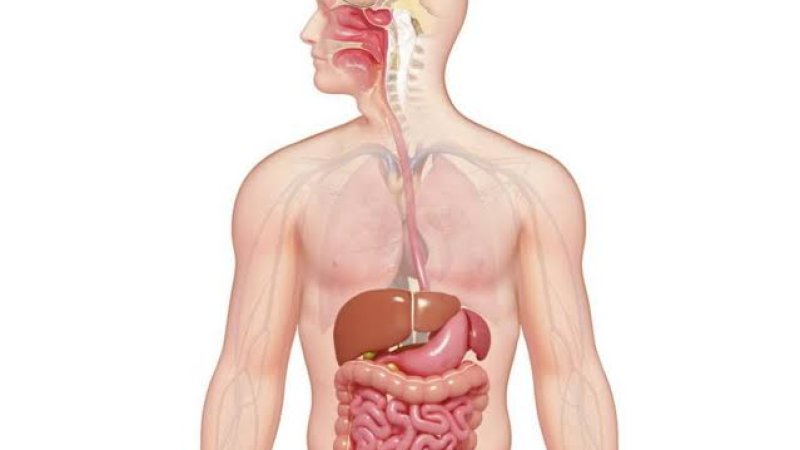 په دې کړنو سره خپل هاضمي سيستم سالم وساتئ!