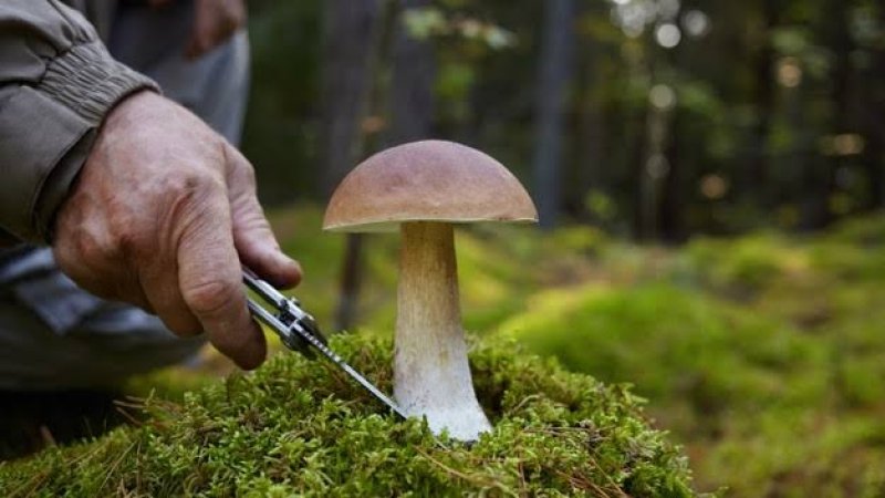 مرخېړي کومې روغتيايي ګټې لري؟