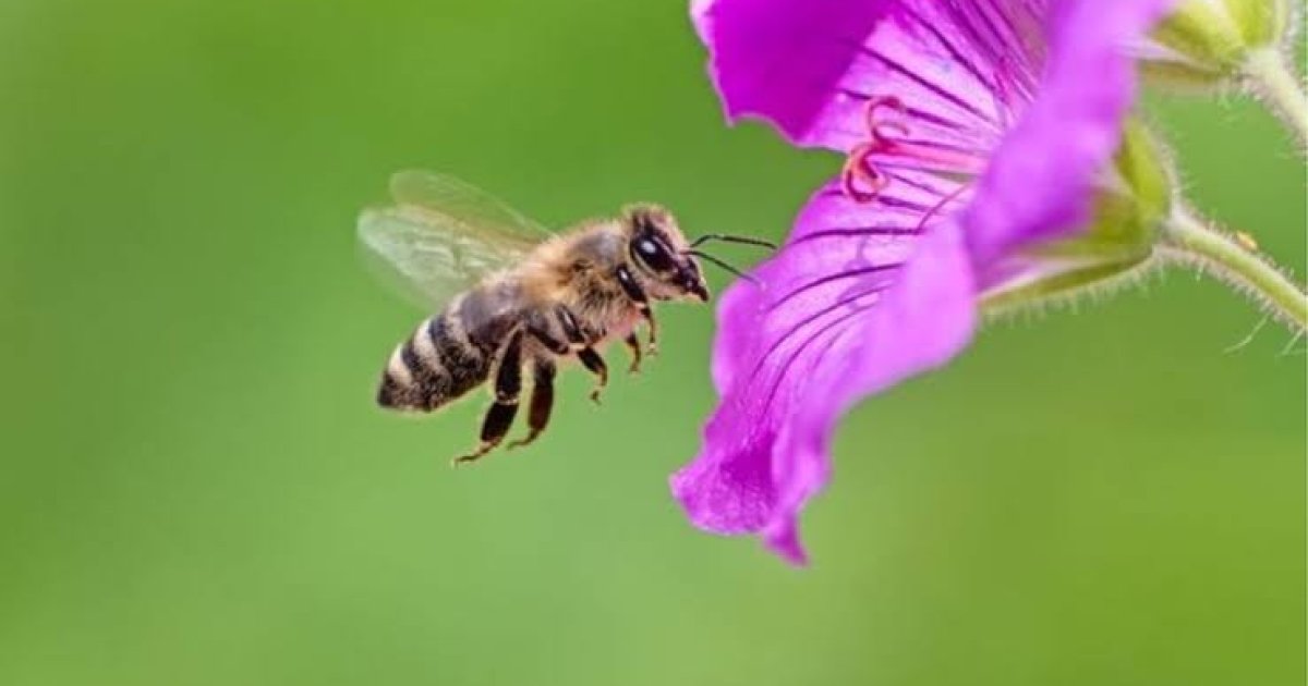 د شهدو (شاتو) مچۍ؛ څو جالب ټکي!