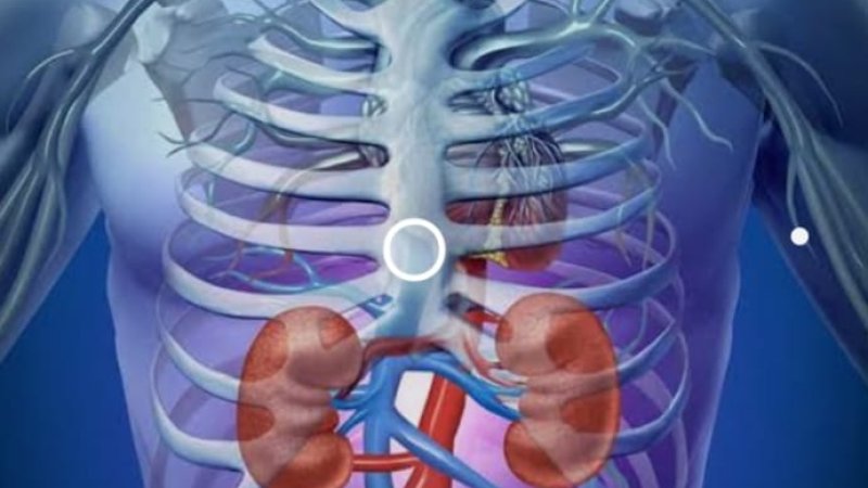 څنګه د خپلو ګوردو ( پښتورګو ) ساتنه وکړو ؟