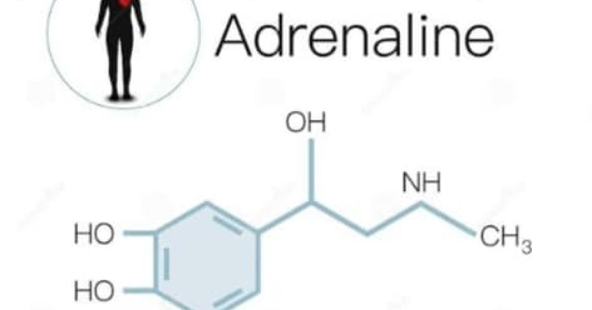 ادرنالين هورمون پېژنی ؟