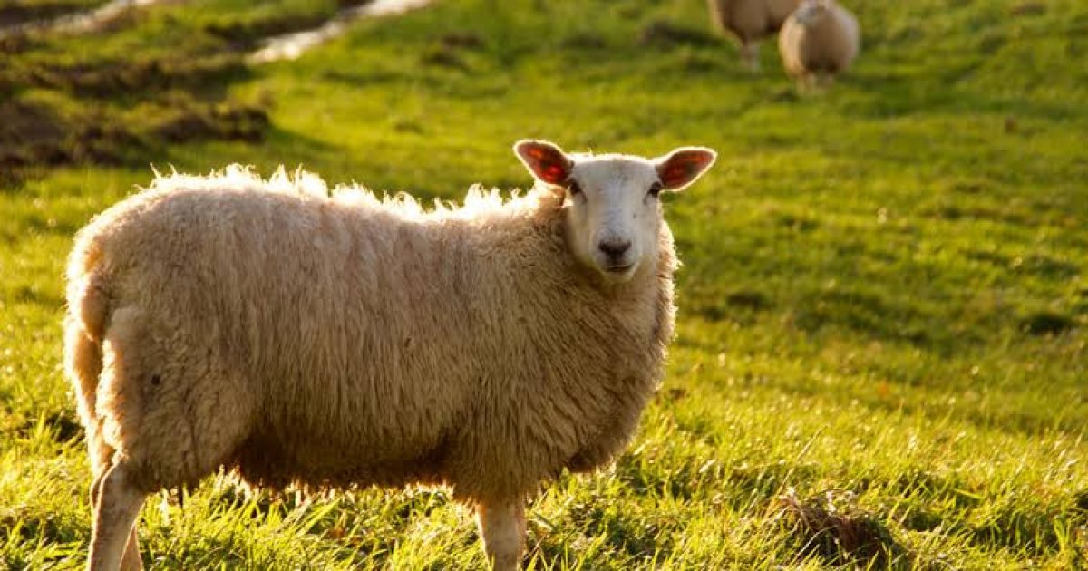 د قربانۍ اړوند مسايل