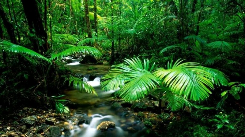 کوسټا ریکا څنګه په یوه پېړۍ کې باراني ځنګلونه دوه ګونه کړل؟