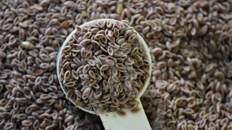 د اسفرزه (سپغولو) روغتيايي ګټې