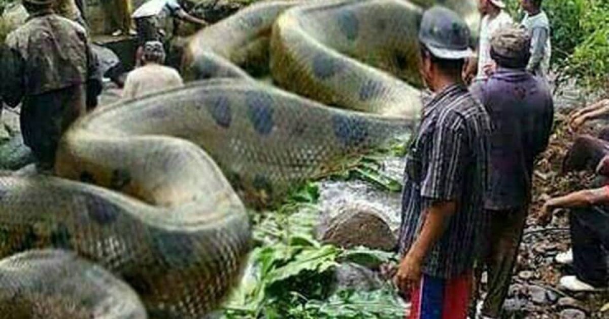 د نړۍ تر ټولو لوی مار چېرته لیدلی شوی دی؟