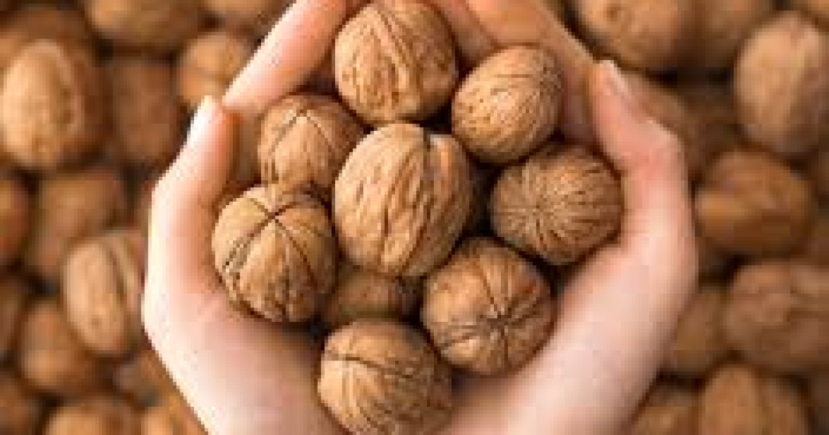 د غوزانو یا چهارمغزو (۱۰) روغتیايي ګټې