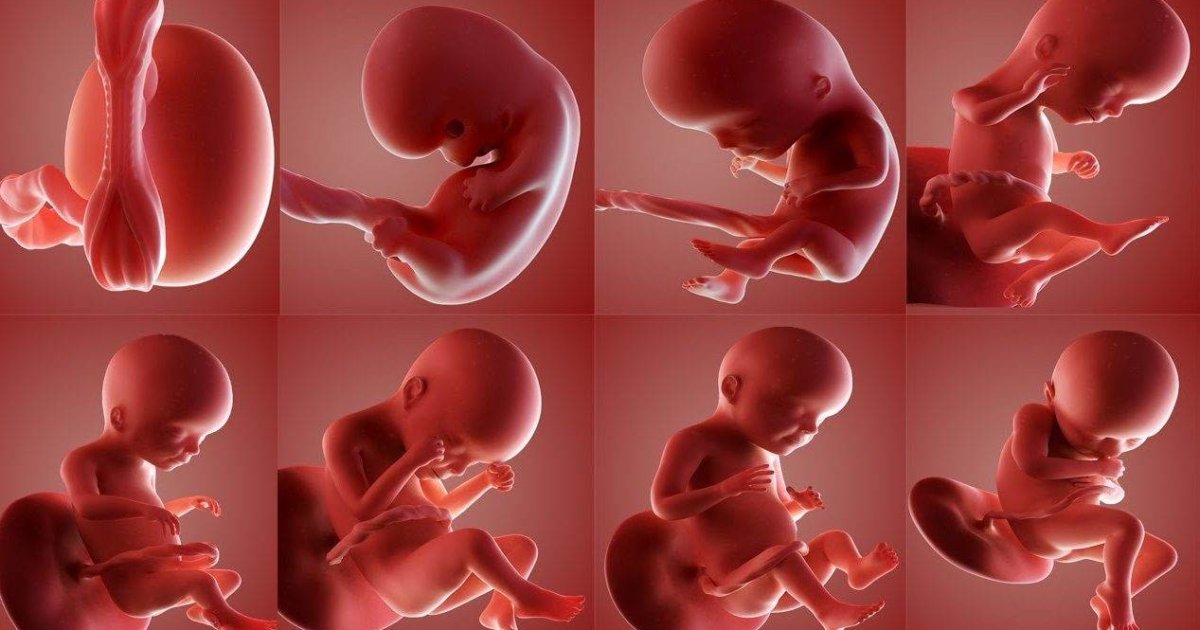 په بطن کې د ماشوم جنسیت څنګه معلوم کړو؟