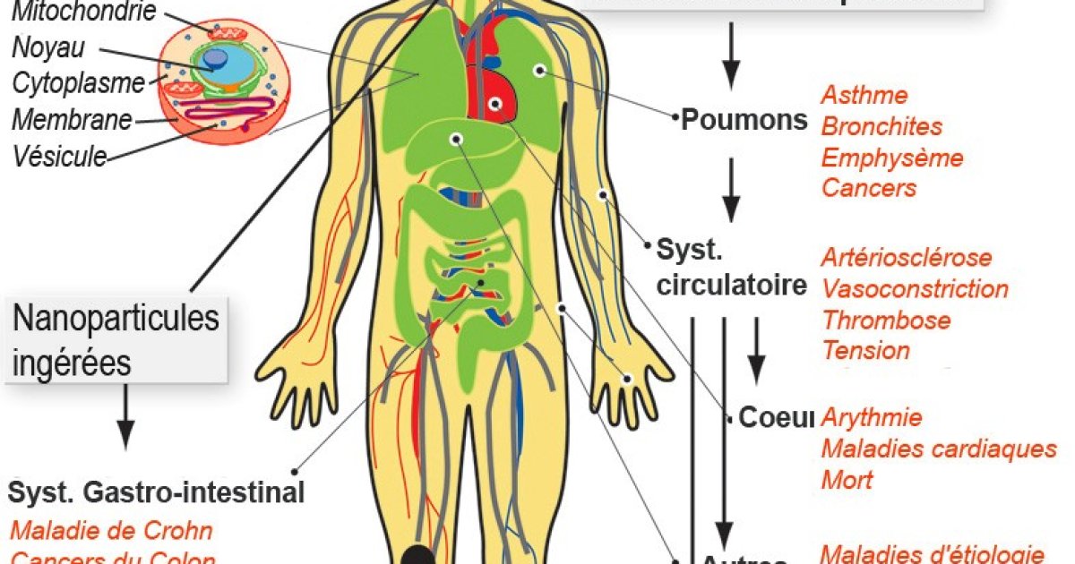 د انساني بدن لنډ معلومات