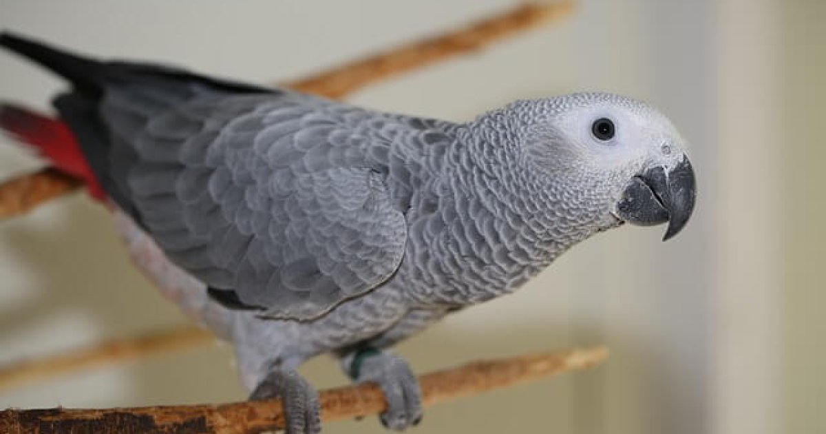 د افریقا خړ طوطي