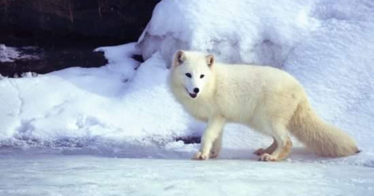 د شمالي قطب ګیدړه